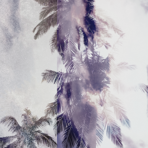 Palm Trees