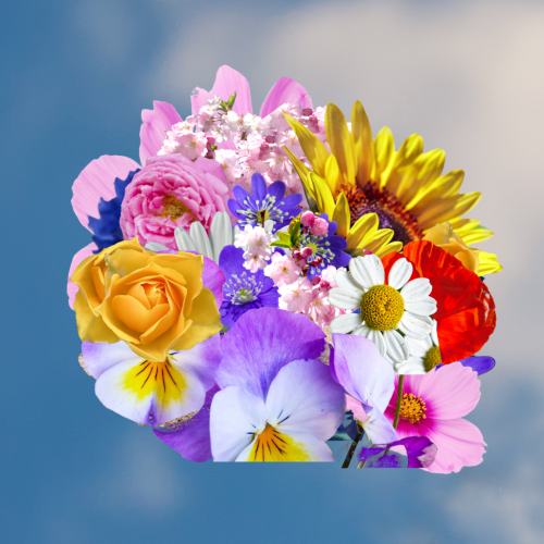 flowers pro final